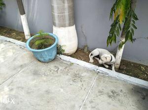 Pakistani bully 5month old