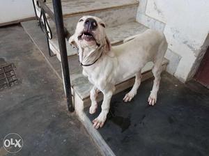 Pakistani bully female for sale 3 month old