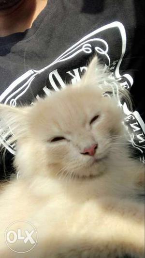 Pershian cat, only 3 monts old, white golden