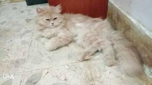 Persian 9 month old cats for sale