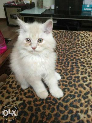 Persian Kittens 2 Months Old