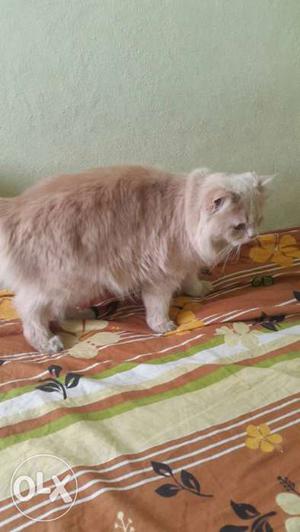 Persian cat male, healthy going abroad wanted to