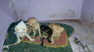 Persian cat puppy's sale