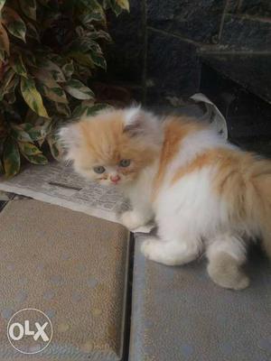 Persian cat with orange white colour