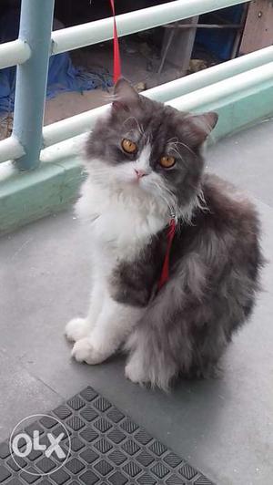 Persian male cat for sale, 20 months