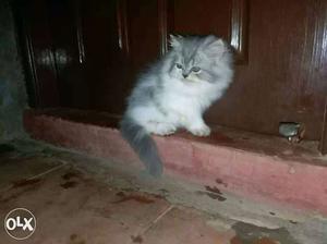 Persian semi puch White And Gray Kitten