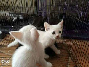 Person kitten for 2 white Male n female available