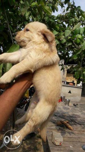 Pet Villa golden retriever pup's available