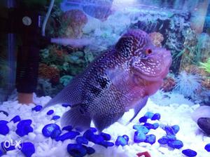 Pink And Black Male Flowerhorn..