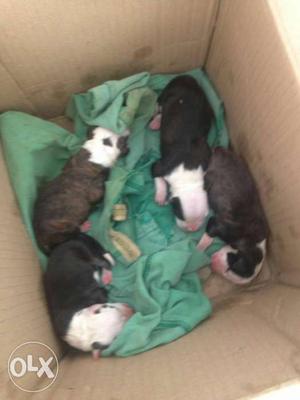 Pit bull puppies.. for argent sale... on 20.
