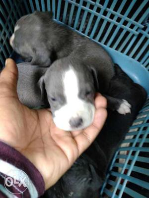 Pitbull puppies for sale healthy puppies urgent