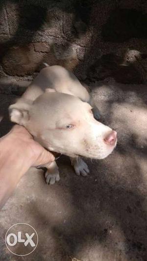 Pittbull male sale