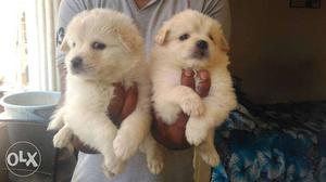 Pom pups available In good health ad quality Both