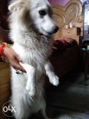 Pomalion nice dog