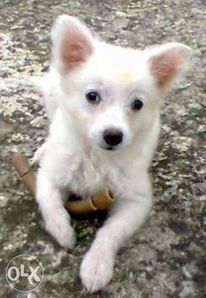 Pomchi white puppy for sale