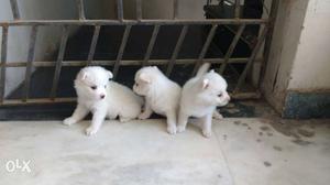 Pomeranian 35days old puppies Rs each.