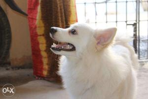 Pomeranian Male 1.5 Yrs available for mating
