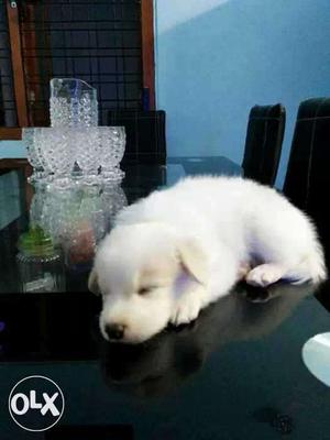 Pomeranian puppy female 2 months old white colour