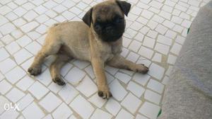 Pug Pair Gsd Pair Forsale Chandkheda Eight 8 Six