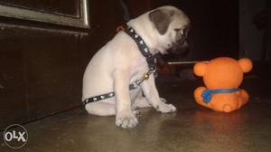 Pug doge male for sale