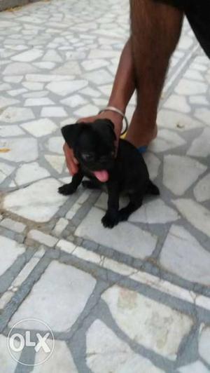 Pug female for sale 2 months old.Full pure 100%.