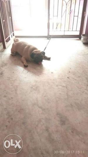 Pug male 1year old for matting contact