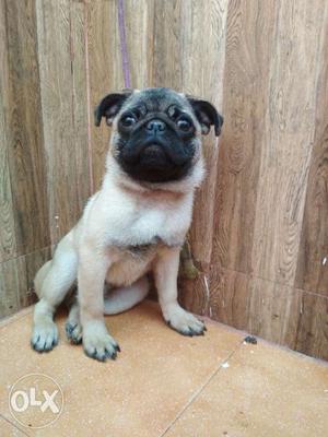 Pug male puppy 2vaccination given