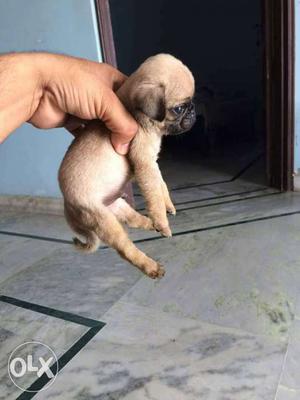 Pug pup pure full healthy low price 20 days