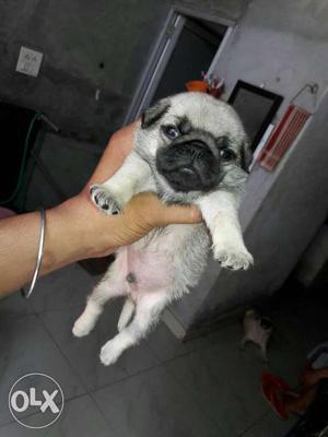 Pug puppy good quality male and female sale..