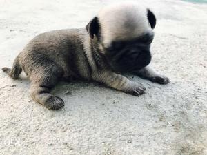 Pug's puppy sale 34 days Full Active