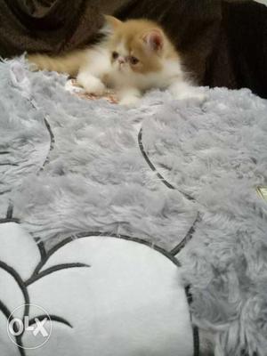 Punch face Persian kittens available one semi