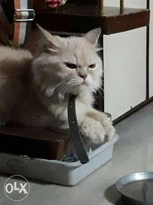 Punch face male persian cat 1 year old. Toilet