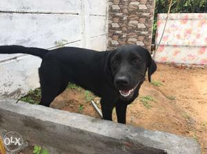 Pure Breed Female Labrador of 12 Months