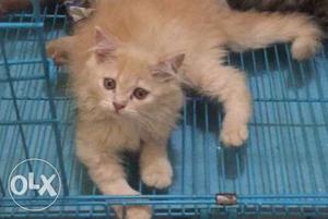Pure Persian Breed Female Kitten.