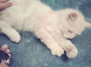 Pure Persian kitten for sale in  in golden brown colour
