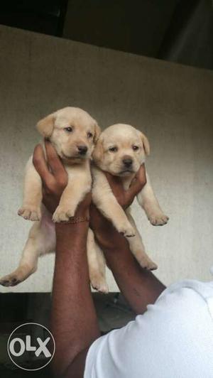 Pure breed Labrador puppy available male 