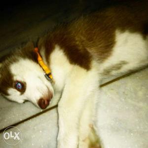 Pure breed Siberian husky with dual eye colour for