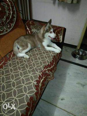 Pure breed white n brown Siberian husky with dual