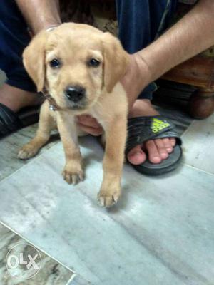 Pure female Labrador puppy of one month