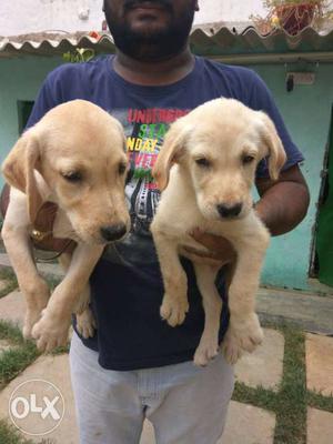 Quality Lab male pups for sale