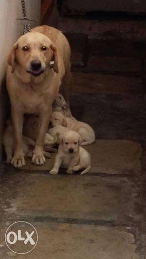 Quality labrador puppies available