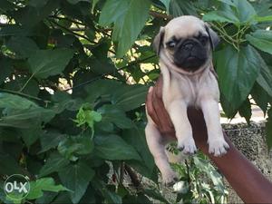 Qulaity PUG male puppy available