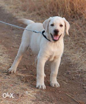 Real Labradors dog 6 month age