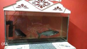 Rectangular White Framed Fish Tank