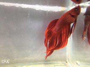 Red Betta Fish In Tank