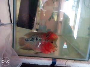 Red Flowerhorn Cichlid - Rs. negotiable
