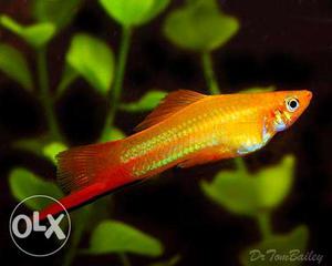 Red Swordtail Fish For Sale