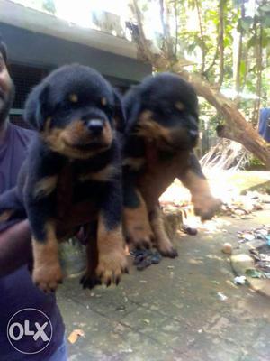 Rot pups for sale male female