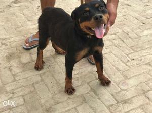 Rott. female 4.5 mnth for sale at cheap price
