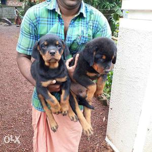 Rott puppies for sale original pic attached